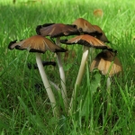 PADDENSTOELEN PADDENSTOELEN