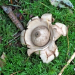 GEKRAAGDE AARDSTER GEKRAAGDE AARDSTER