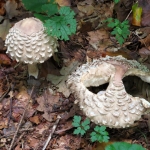 PADDENSTOELEN PADDENSTOELEN