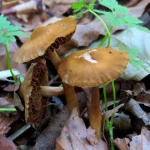 PADDENSTOELEN PADDENSTOELEN