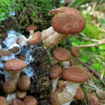 PADDENSTOELEN PADDENSTOELEN