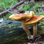 PADDENSTOELEN PADDENSTOELEN