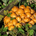 PADDENSTOELEN PADDENSTOELEN