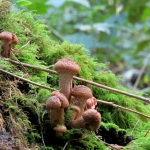 PADDENSTOELEN PADDENSTOELEN