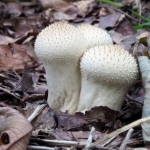 PADDENSTOELEN PADDENSTOELEN