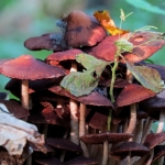 PADDENSTOELEN PADDENSTOELEN