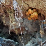 PADDENSTOELEN PADDENSTOELEN