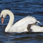 ZWAAN ZWAAN