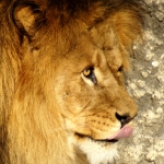LEEUW LEEUW