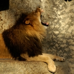 LEEUW LEEUW