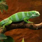 GROENE LEGUAAN GROENE LEGUAAN