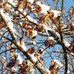 WINTERBLADEREN WINTERBLADEREN