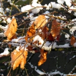 WINTERBLADEREN WINTERBLADEREN