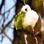 WINTERBLADEREN WINTERBLADEREN