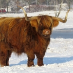 SCHOTSE HOOGLANDER SCHOTSE HOOGLANDER