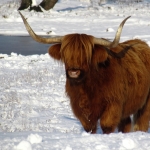 SCHOTSE HOOGLANDER SCHOTSE HOOGLANDER