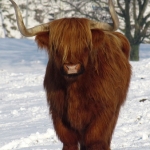 SCHOTSE HOOGLANDER SCHOTSE HOOGLANDER