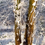 BESNEEUWDE BOMEN BESNEEUWDE BOMEN