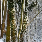 BESNEEUWDE BOMEN BESNEEUWDE BOMEN