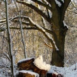 BESNEEUWDE BOMEN BESNEEUWDE BOMEN