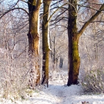 WINTERLANDSCHAP WINTERLANDSCHAP