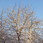 BESNEEUWDE BOMEN BESNEEUWDE BOMEN