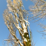 BESNEEUWDE BOMEN BESNEEUWDE BOMEN