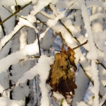 WINTERBLADEREN WINTERBLADEREN