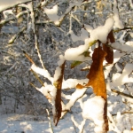 WINTERBLADEREN WINTERBLADEREN