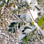 WINTERBLADEREN WINTERBLADEREN