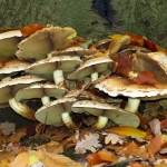 GROEP PADDENSTOELEN GROEP PADDENSTOELEN