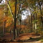 HERFSTLANDSCHAP HERFSTLANDSCHAP