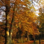 HERFSTLANDSCHAP HERFSTLANDSCHAP