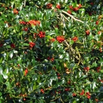 HULST MET BESJES HULST MET BESJES