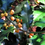 HULST HULST