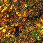 HERFSTTAKKEN HERFSTTAKKEN