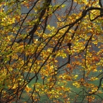 HERFSTTAKKEN HERFSTTAKKEN