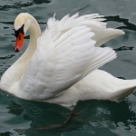 ZWAAN ZWAAN