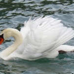ZWAAN ZWAAN
