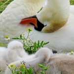 ZWAAN ZWAAN