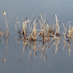 RIET EN REFLECTIES RIET EN REFLECTIES