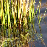 RIET RIET