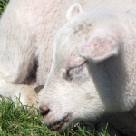 LAMMETJE LAMMETJE