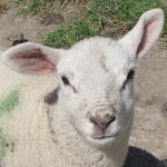 LAMMETJE LAMMETJE