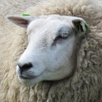 SCHAAP SCHAAP
