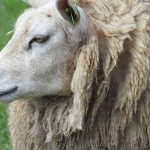 SCHAAP SCHAAP