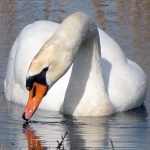ZWAAN ZWAAN