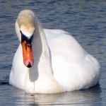 ZWAAN ZWAAN