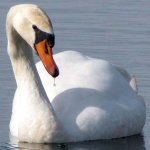 ZWAAN ZWAAN