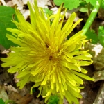 PAARDENBLOEM PAARDENBLOEM